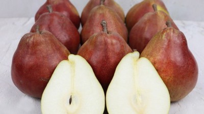 놓치면 후회! 센세이션배 솔직 후기 & 꿀팁 대방출! 🍐✨